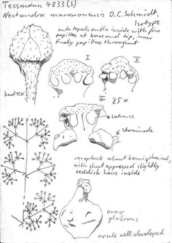 Vorschaubild Nectandra maranonensis O.C. Schmidt